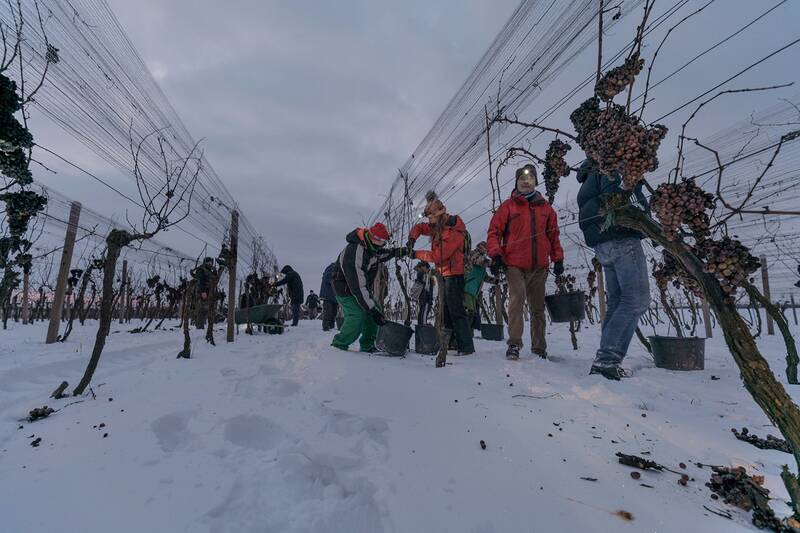 Oberačka v Šenkviciach vo vinohrade Kozara